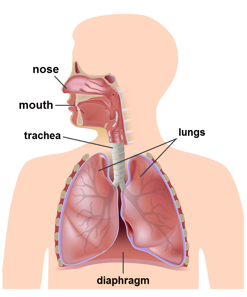 Human respiratory system